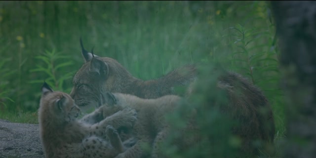 Yeh.Meri.Family.S02E04.Parent.Teacher.Meeting.1080p.AMZN.WEB-DL.AAC2.0.H.264-